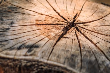 ağaç kütüğünün dokusu