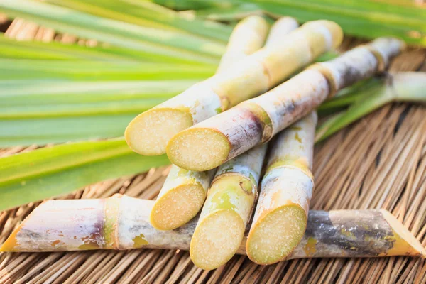 Chiudi Sugarcane — Foto Stock