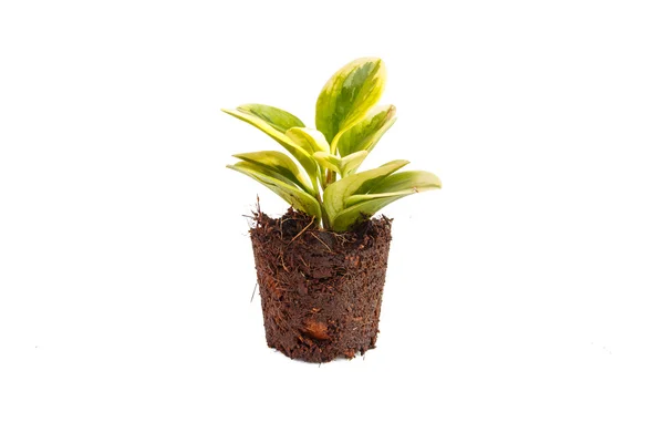 Grüne Pflanze im Boden isoliert auf weißem Hintergrund — Stockfoto