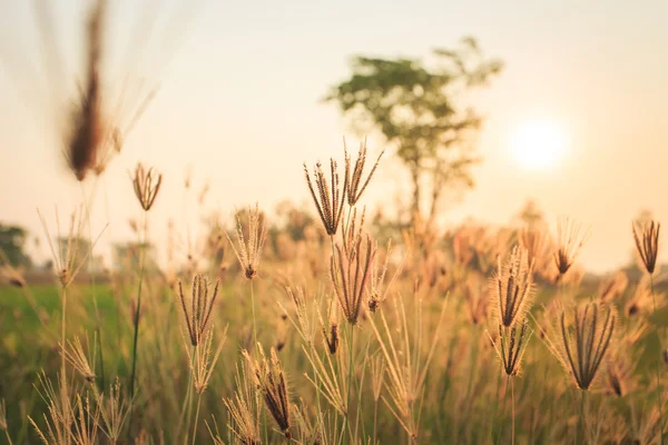 Herbe à fleurs au nord-est de la Thaïlande — Photo