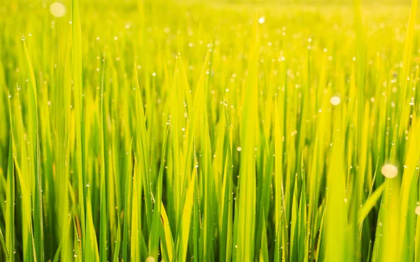 Groene padie rijst veld en dauw — Stockfoto