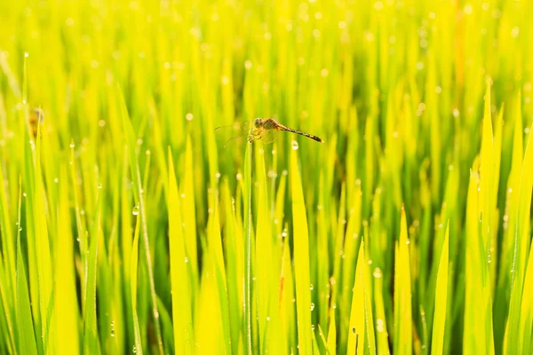 Grüne Reisfelder und Tau — Stockfoto