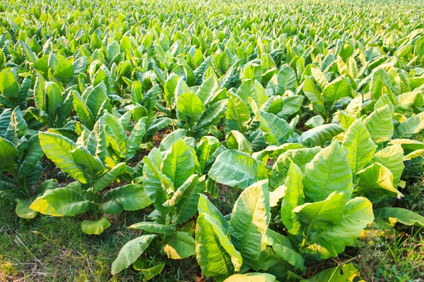 Ferme de tabac dans le nord-est de la Thaïlande . — Photo