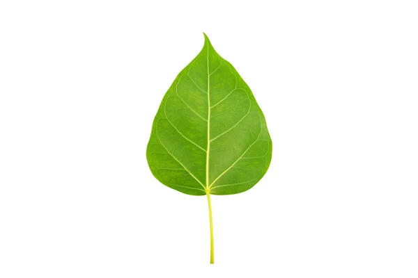 Green bodhi leaf on white background — Stock Photo, Image