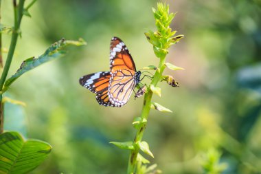 bitki üzerinde Kelebek