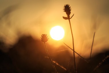 Çimen çiçek sabah silüeti