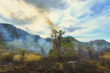 Tayland orman yangın