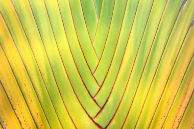 Muz ağacı desen arka planı için