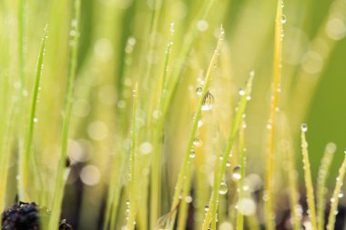 Yeşil çimenlerin üzerinde çiy damlaları yukarı kapatın