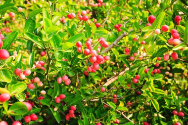 Carissa carandas L. yerel Tay meyve