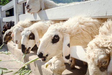 Koyun yetiştiriciliği