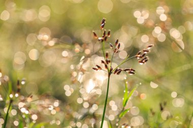 Sabah çimen çiçeği