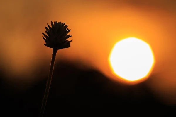 Silueta trávy květinu v dopoledních hodinách — Stock fotografie