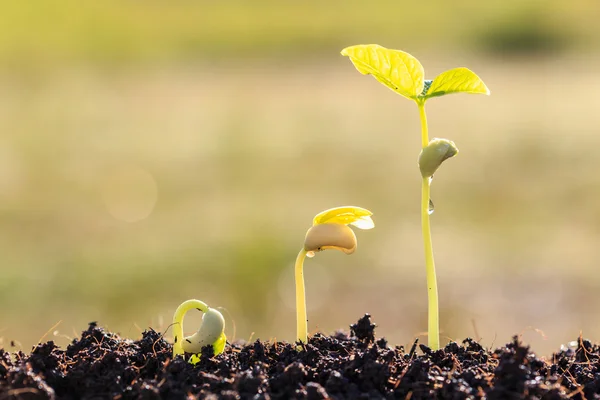 Growth of young green plant in soil — Stock Photo, Image