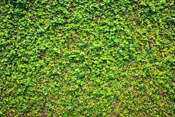 Зелена рослина на стіні — стокове фото