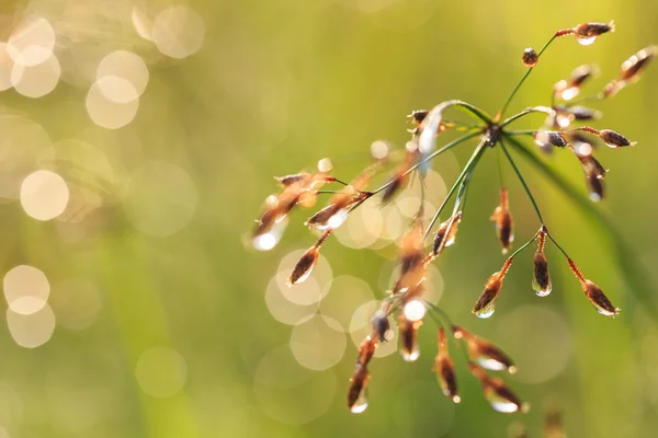 Gräs blomma på morgonen — Stockfoto