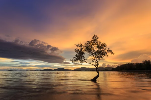 Drzewo w zachód słońca plaży w Phuket, Tajlandia — Zdjęcie stockowe