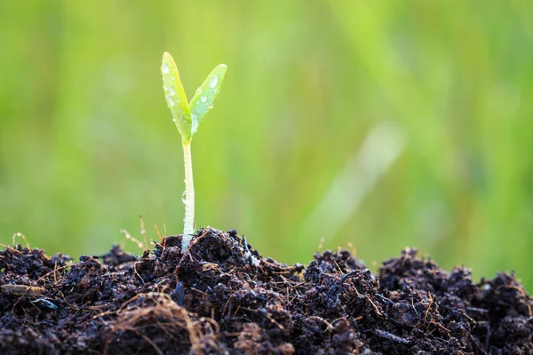 Jeune plante verte dans le sol — Photo