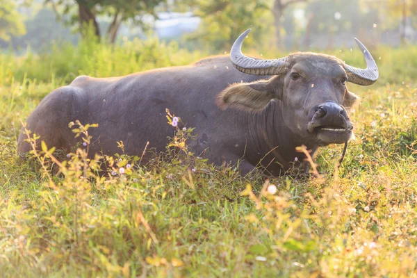 Buffalo v Thajsku — Stock fotografie