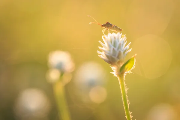 Grasshopper está na flor de grama — Fotografia de Stock