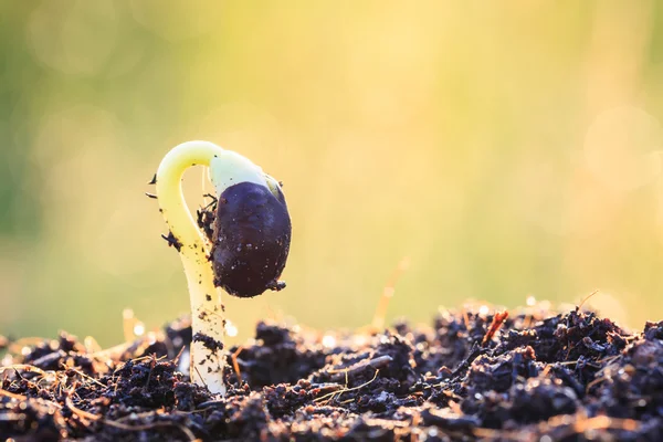 Junge Pflanze, die auf Boden wächst — Stockfoto