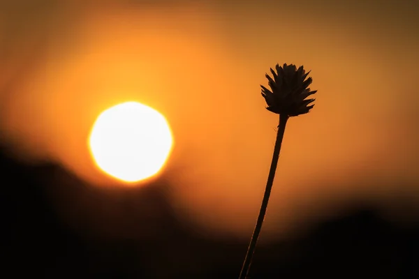 Silueta de flor de hierba por la mañana — Foto de Stock