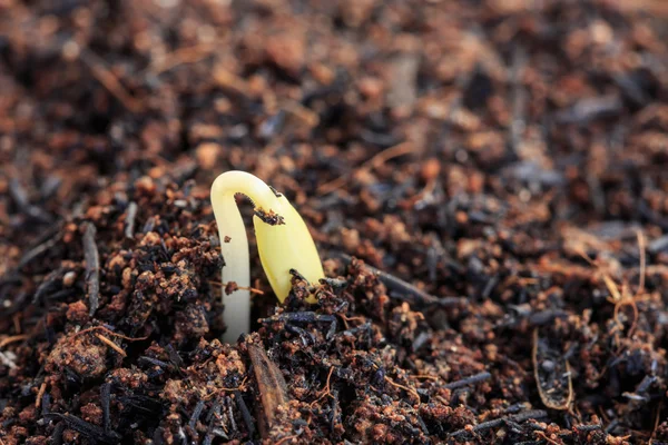 Planta verde joven en el suelo —  Fotos de Stock