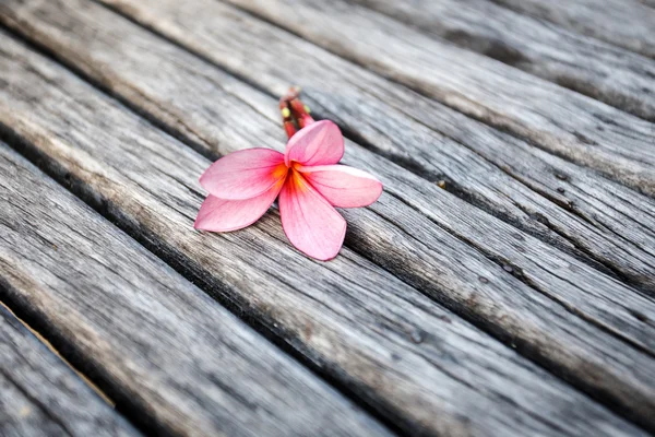 Blomma på trä — Stockfoto