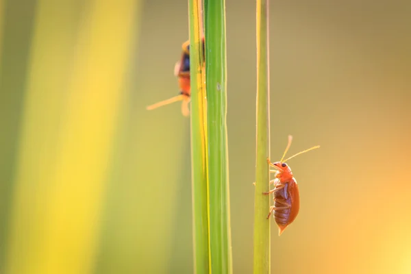 緑の草に赤い虫 — ストック写真