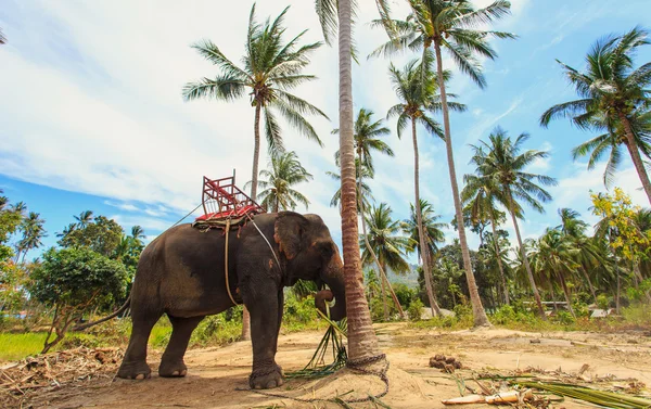 Thai elefant med bænk til trekking - Stock-foto