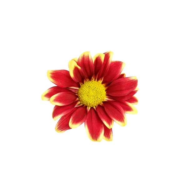 Czerwony kwiat izolowany na białym tle — Zdjęcie stockowe