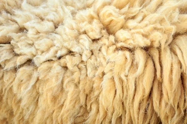 Ovejas de lana — Foto de Stock