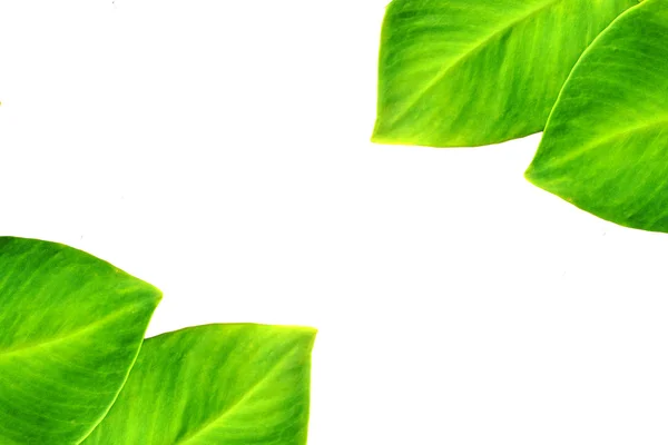 Green Ivy — Stock Photo, Image