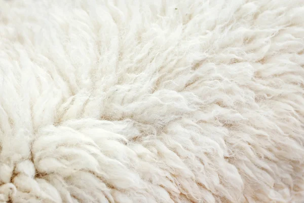 Ovejas de lana — Foto de Stock