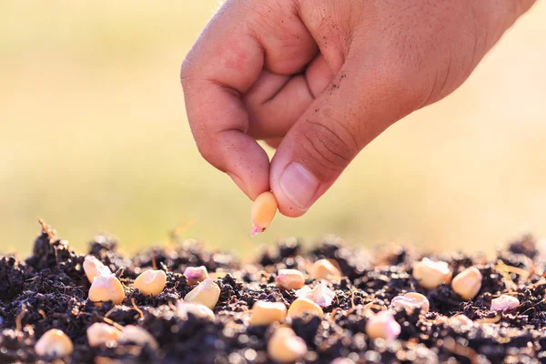 Sementes de plantas cultivadas à mão no solo — Fotografia de Stock