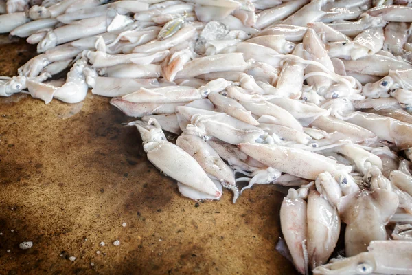 Squid in fresh market, Thailand — Stock Photo, Image
