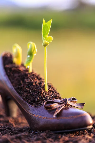 Tânăra creștere a plantelor în pantoful doamnei, conceptul de reciclare — Fotografie, imagine de stoc