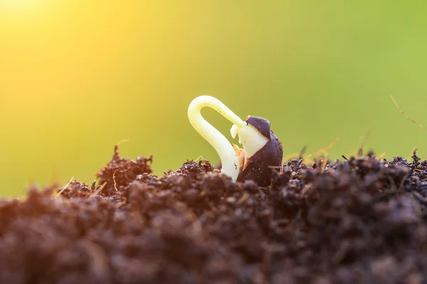 Jovem planta verde no solo — Fotografia de Stock