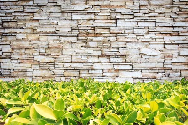 Patrón de pared de piedra con planta verde — Foto de Stock