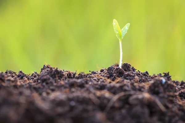 Jovem planta verde no solo — Fotografia de Stock