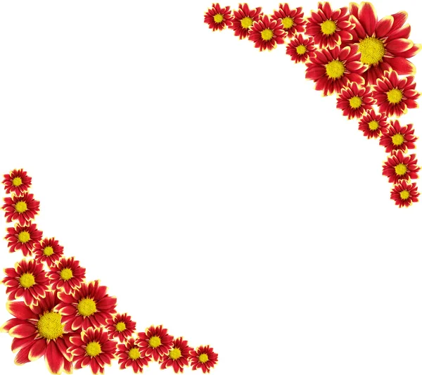 Cornice di fiore rosso isolato su sfondo bianco — Foto Stock