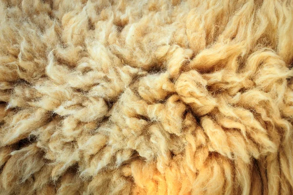 ウールの羊 — ストック写真