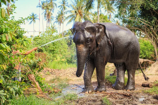 Elefant macht Dusche — Stockfoto
