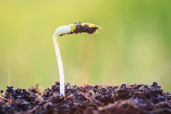 Planta tânără în creștere pe sol — Fotografie, imagine de stoc