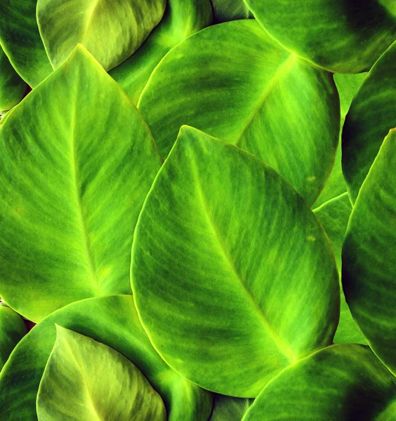 Hera verde — Fotografia de Stock