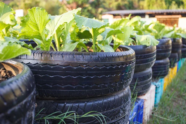 Recyklingu opon używanych w organicznych warzyw gospodarstwa — Zdjęcie stockowe