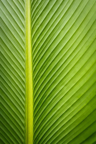 Green leave texture for background — Stock Photo, Image