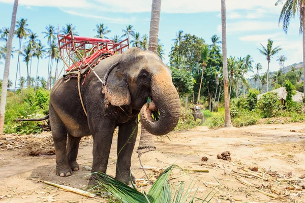 Éléphant thaï avec banc pour le trekking — Photo