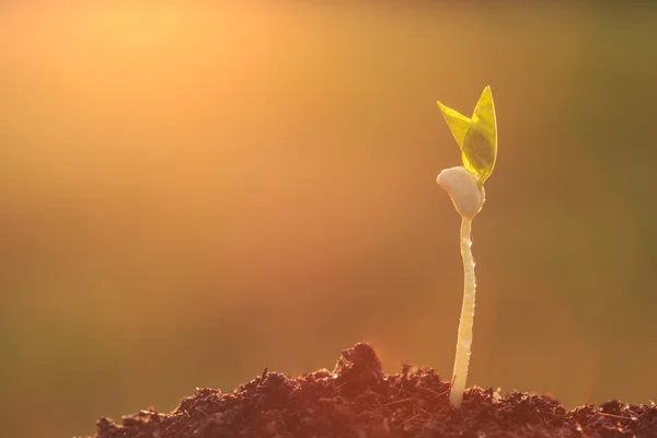 Planta verde joven en el suelo al atardecer — Foto de Stock