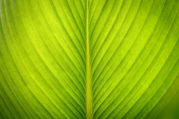 Textura de licença verde para fundo — Fotografia de Stock